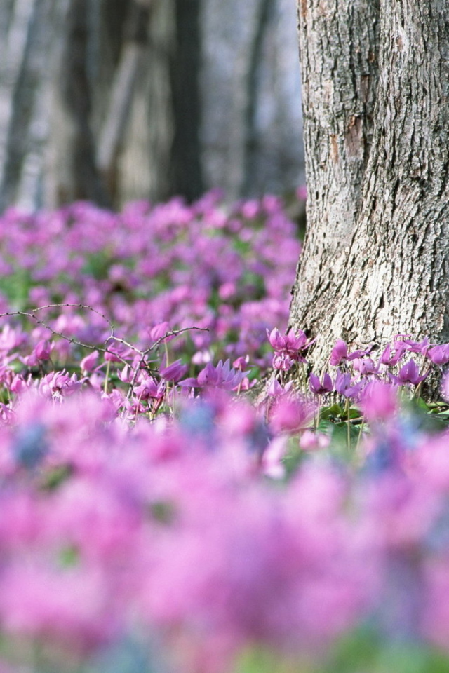 Лес в цветах