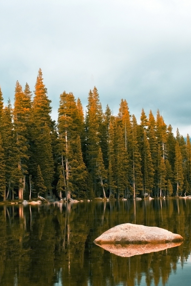 Лес около озеро