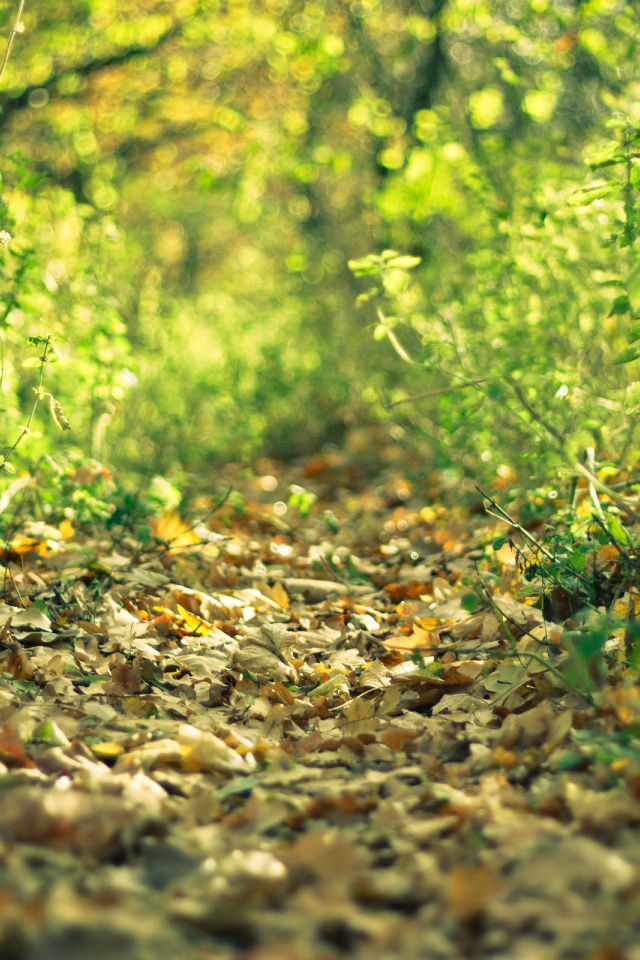 Лесная тропинка