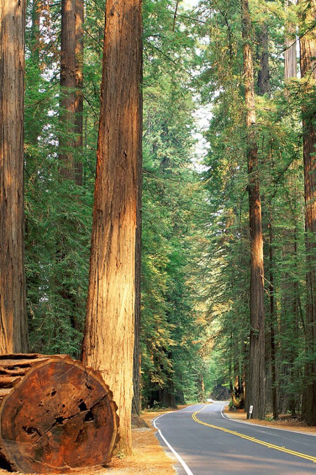 Роща гигантских деревьев