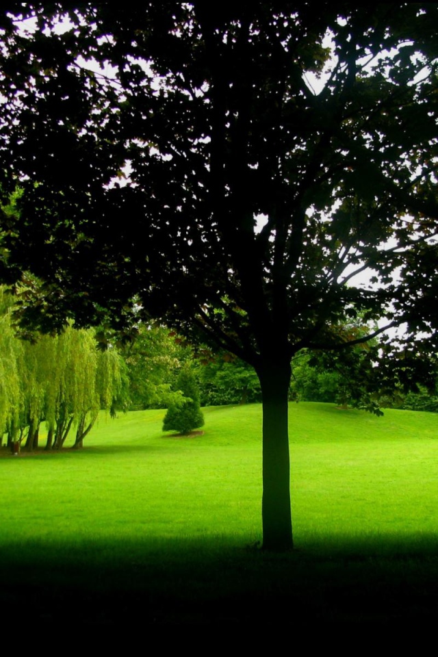 В тени деревьев