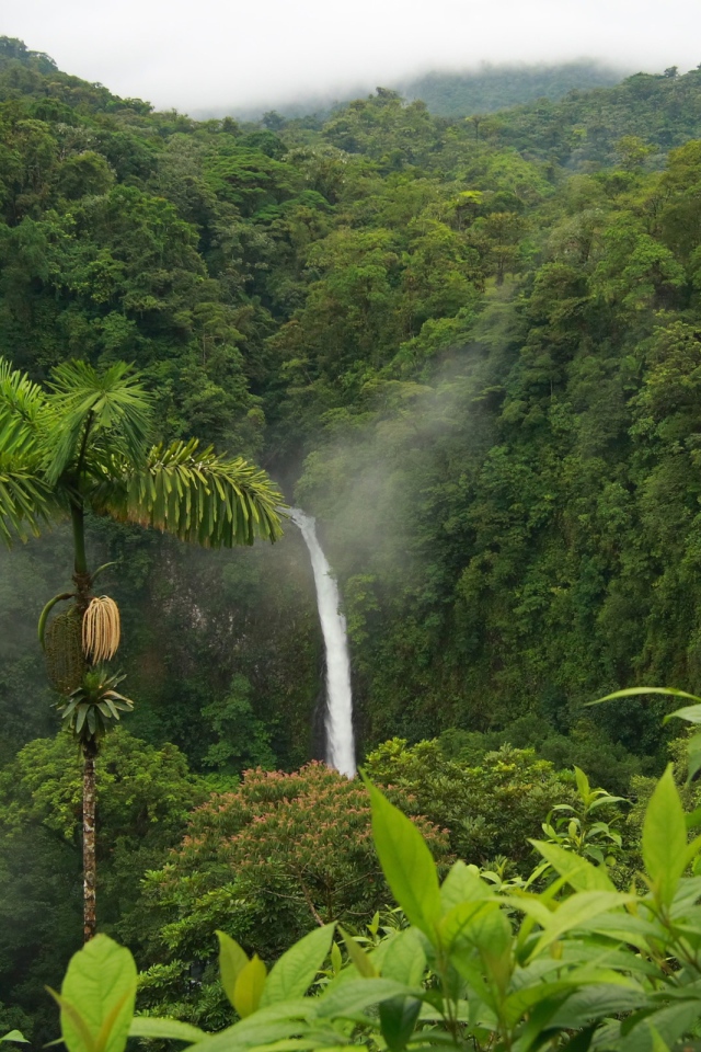 Дикие джунгли