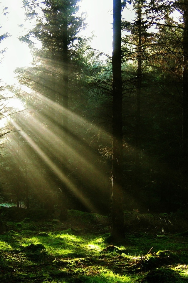 Свет пробивающийся в лесу