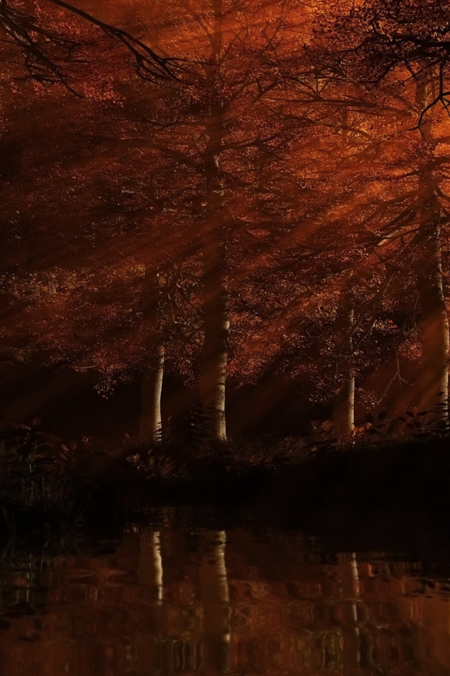 Рыжий лес на закате