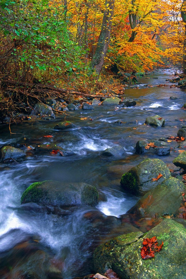 Река в лесу