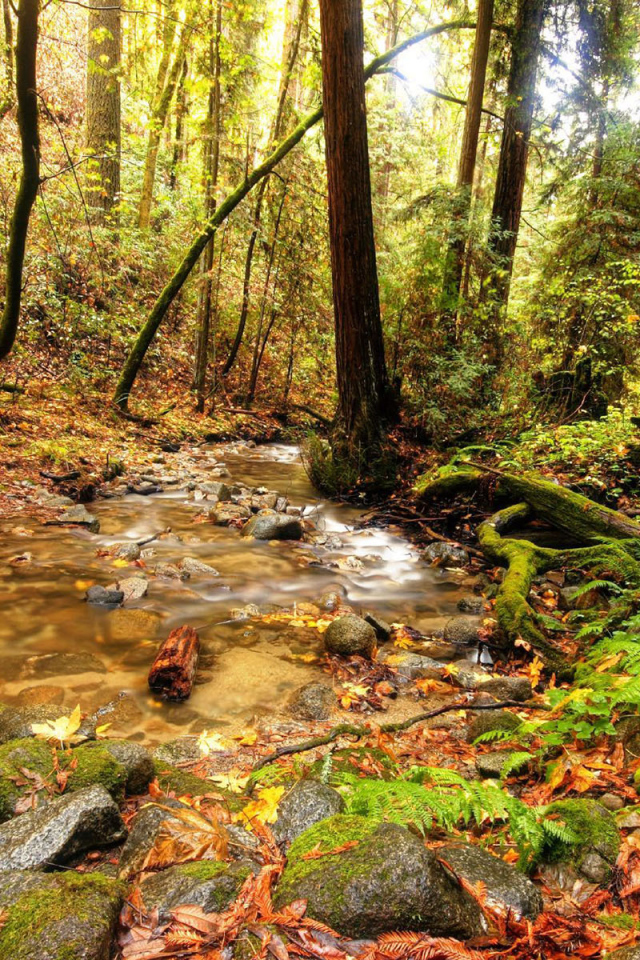 Ручей в лесной чаще