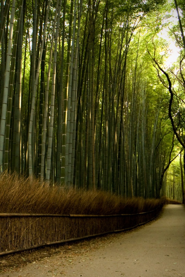 Дорожка через бамбуковый лес
