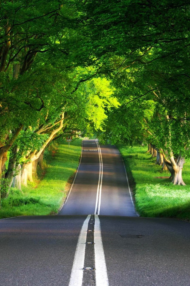 Дорога через лес