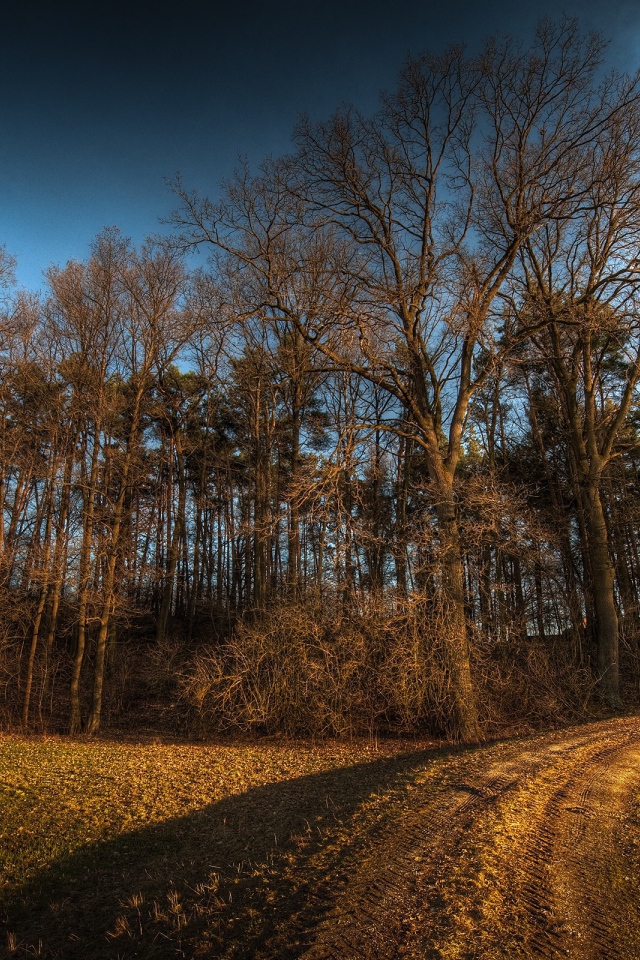 Дорога в лес