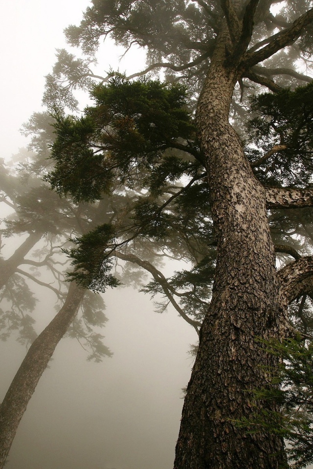 Деревья в тумане