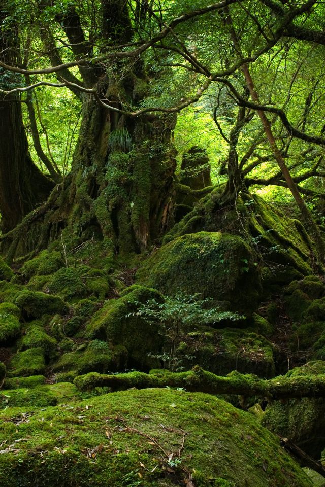 Лес Якушима