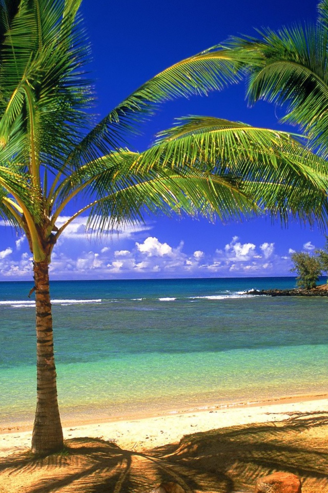 Пальмы, остров, пляж