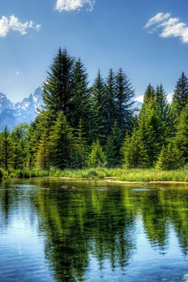 Ели на фоне гор