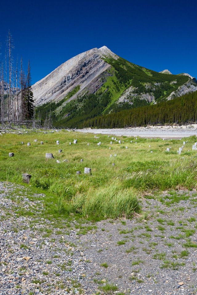 Сухостой у подножия