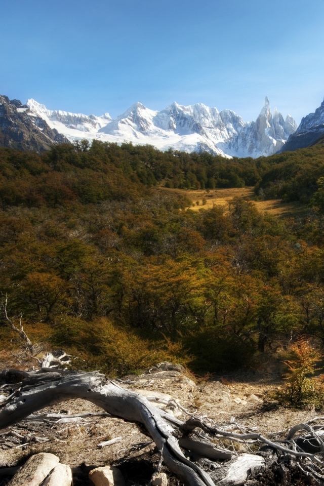 Лес и снежные вершины