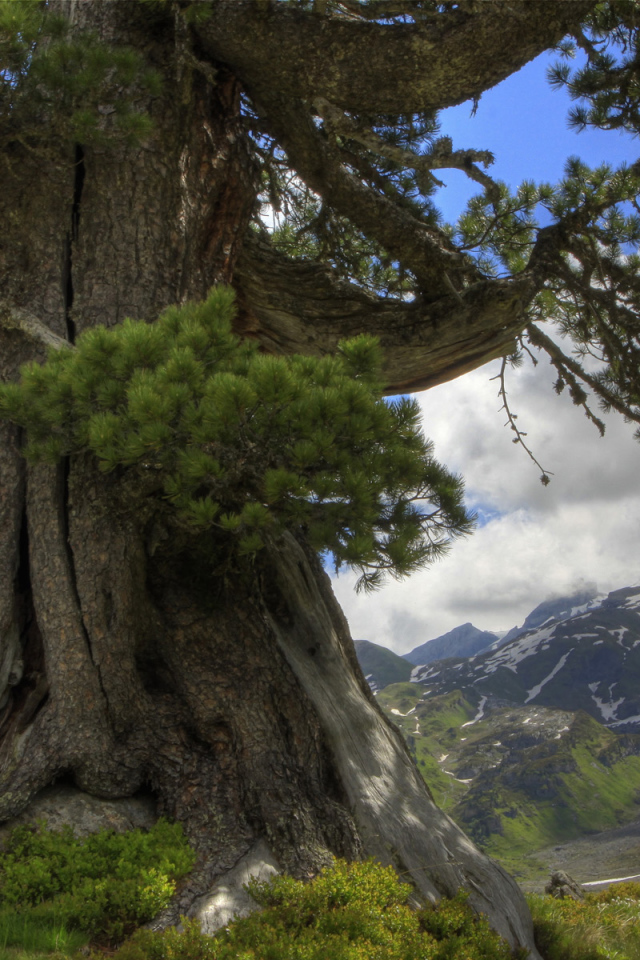Огромная сосна