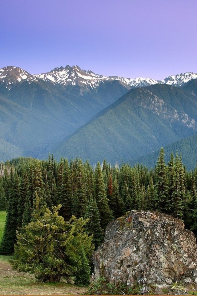 Лес на горных вершинах