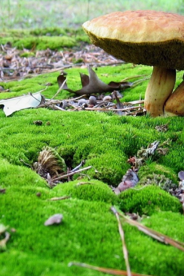 Грибы среди мха
