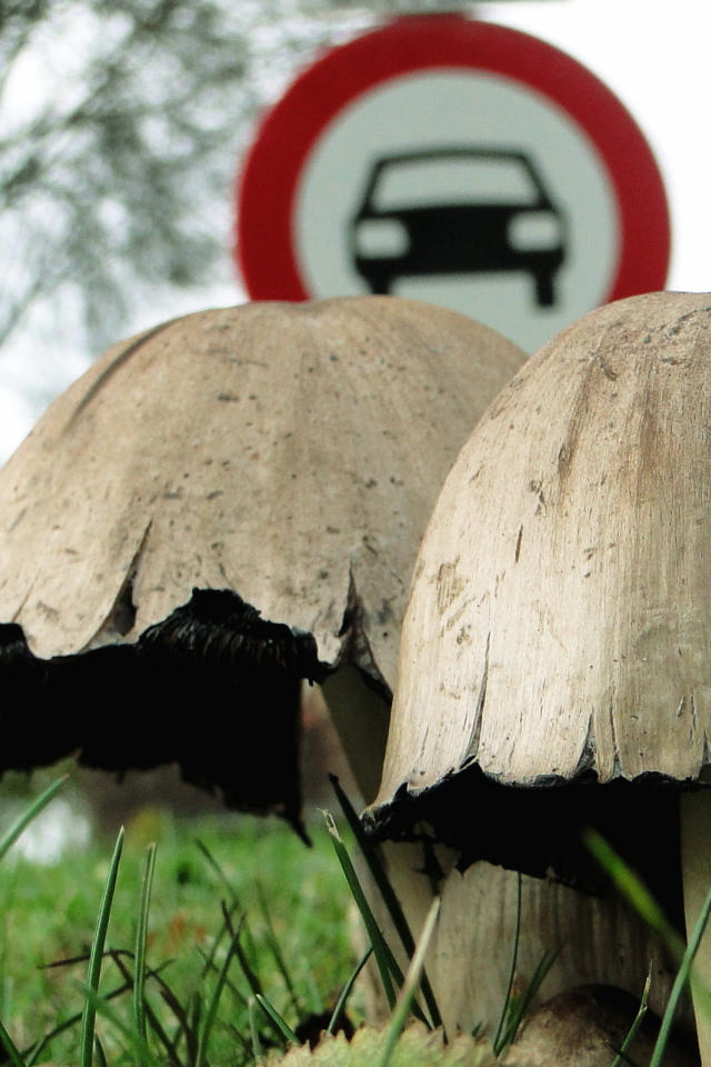 Придорожные поганки