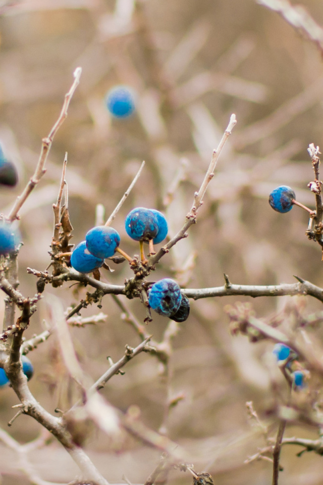 Кусты черники