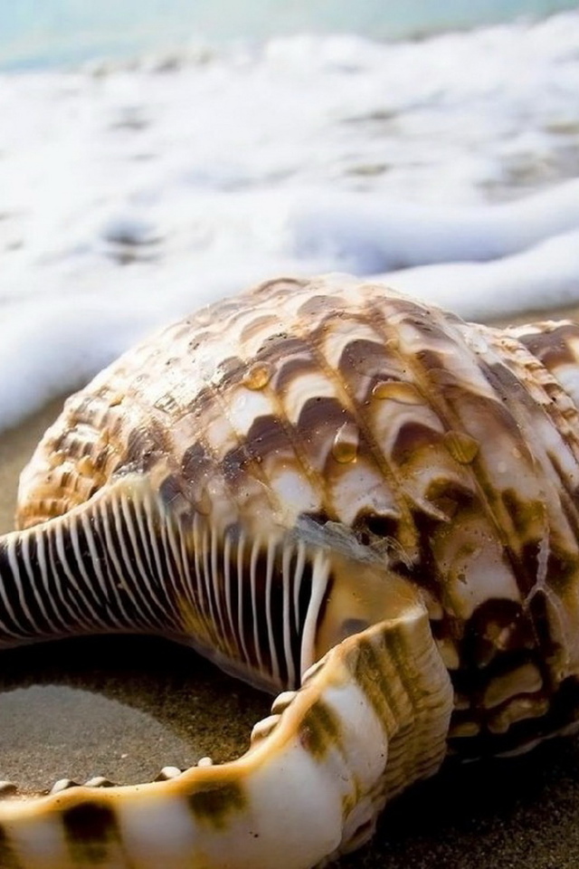 Ракушка на песке