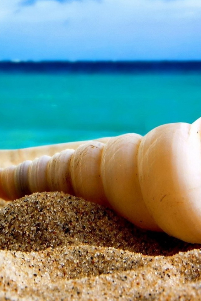 Ракушка на песке