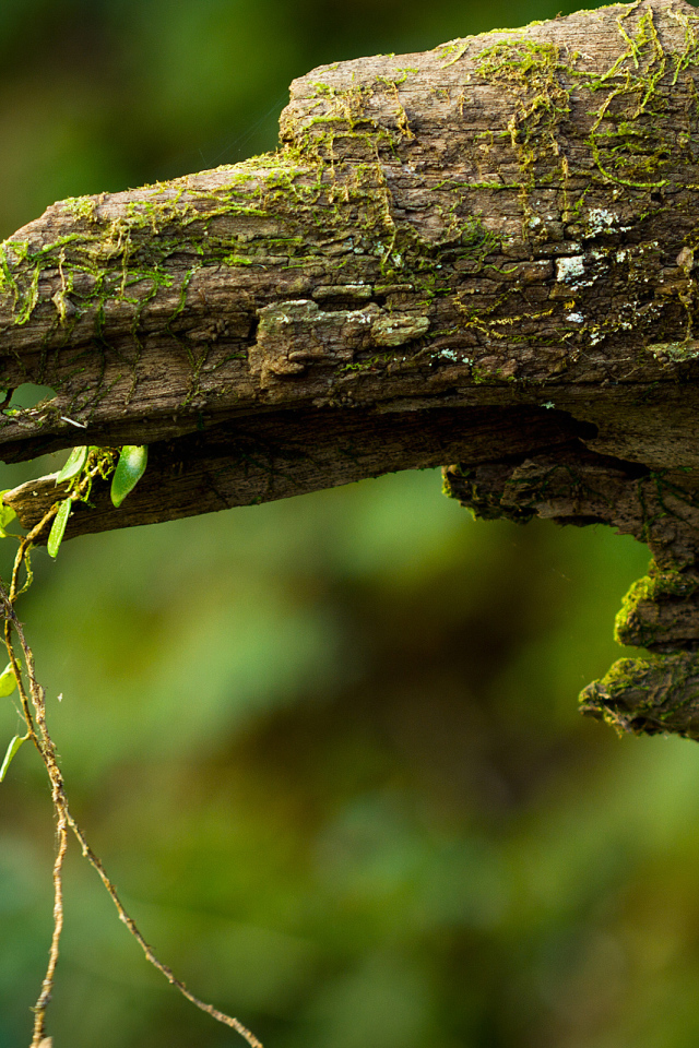 Дряблое бревно