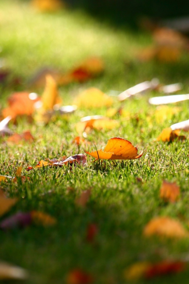 Трава у дома