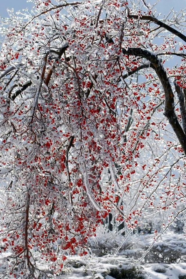 Калина красная