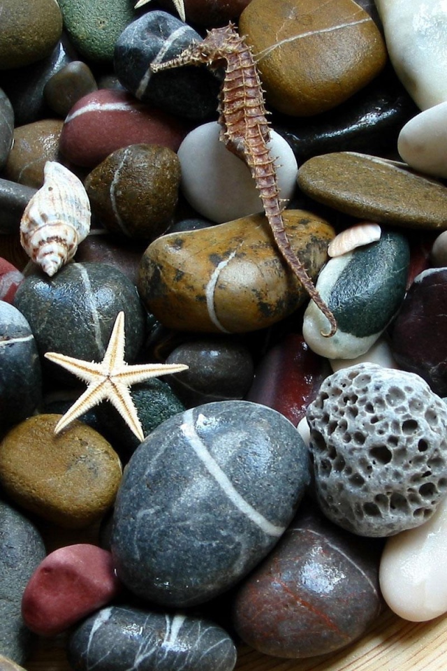 Морские камни. ракушки. звезды