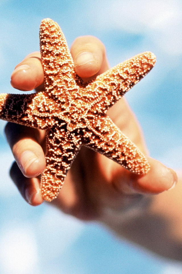 Морская звезда