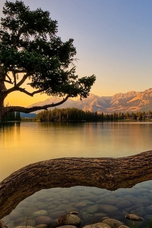 Дерево на берегу