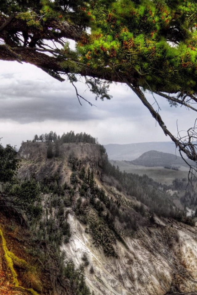 Деревья на склоне