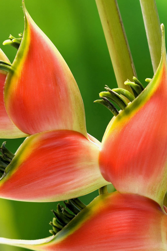 Красивое растение