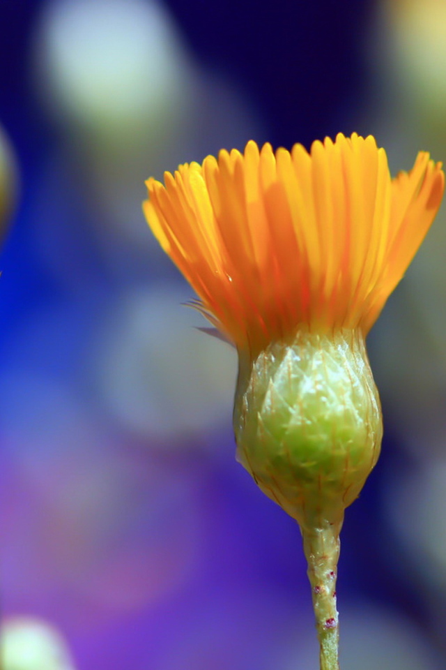 Распускаясь