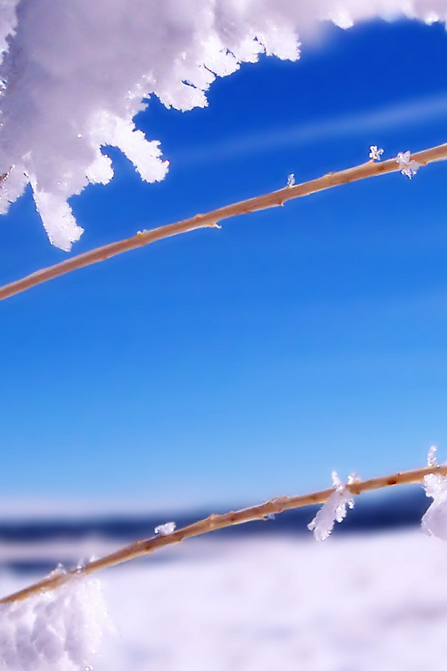 Ветка в инее