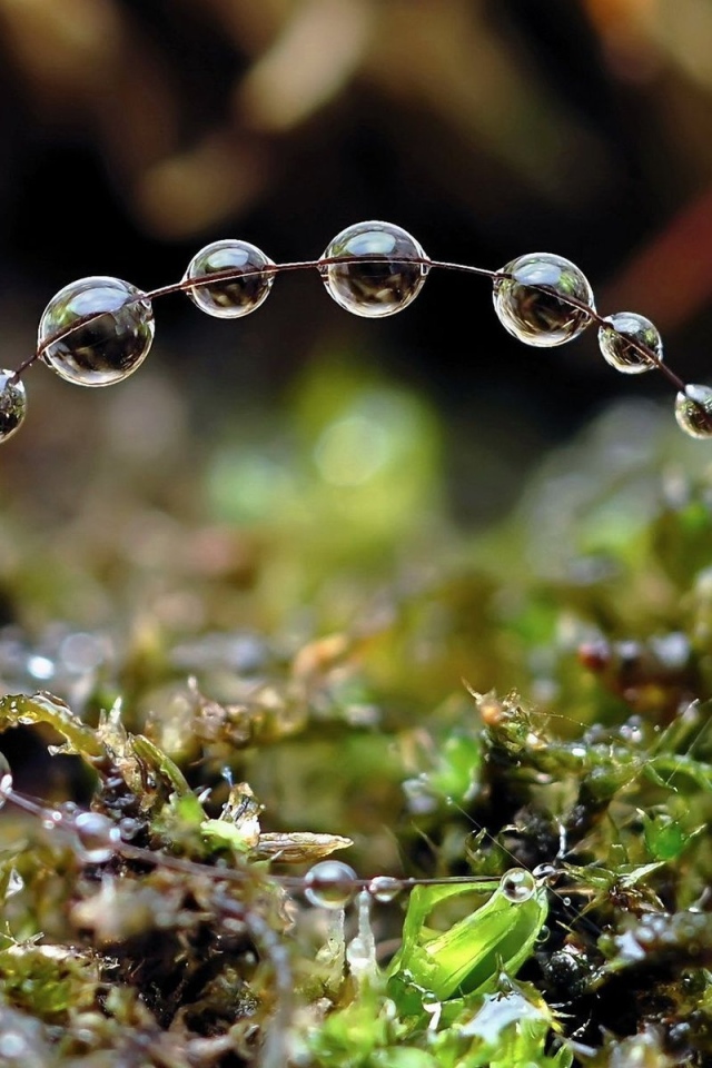 Роса на травинках