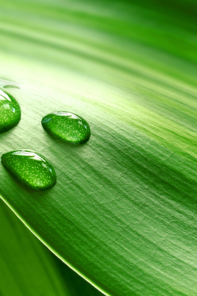 Роса на траве