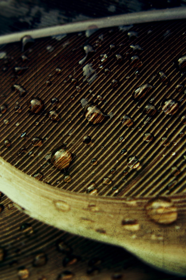 Капли на осеннем листе