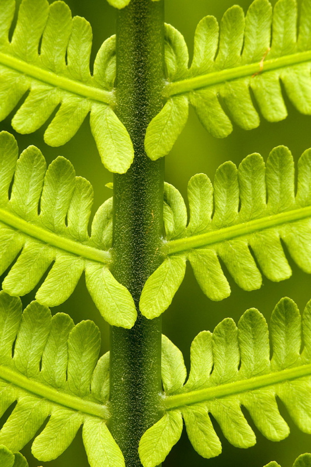 Папоротник