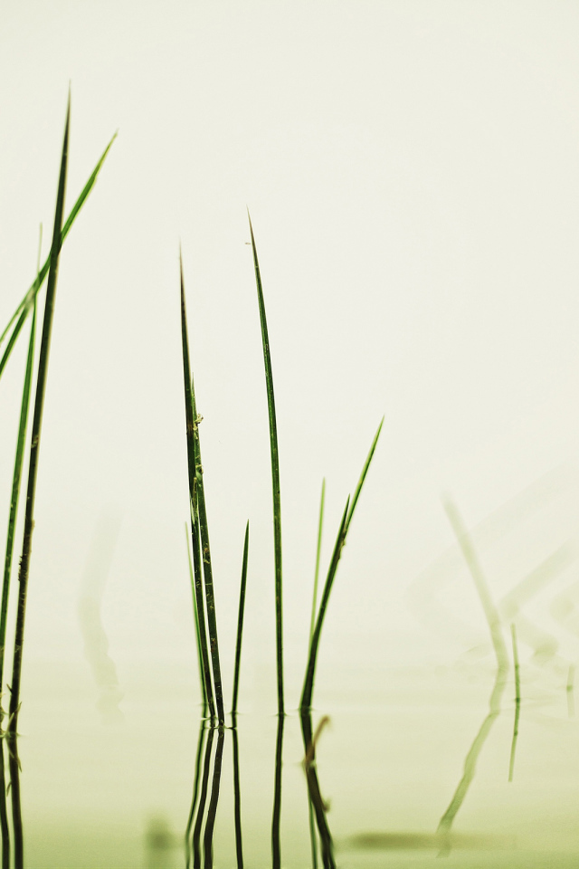 Травинки в воде