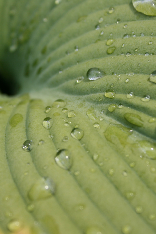 Зеленый лист после дождя