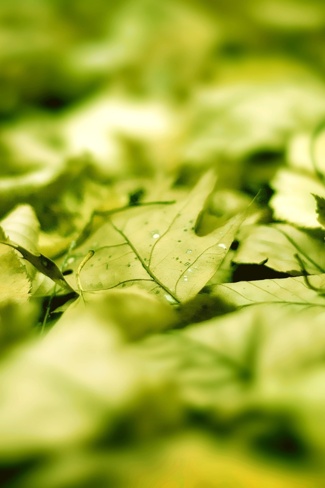 Зеленые листья