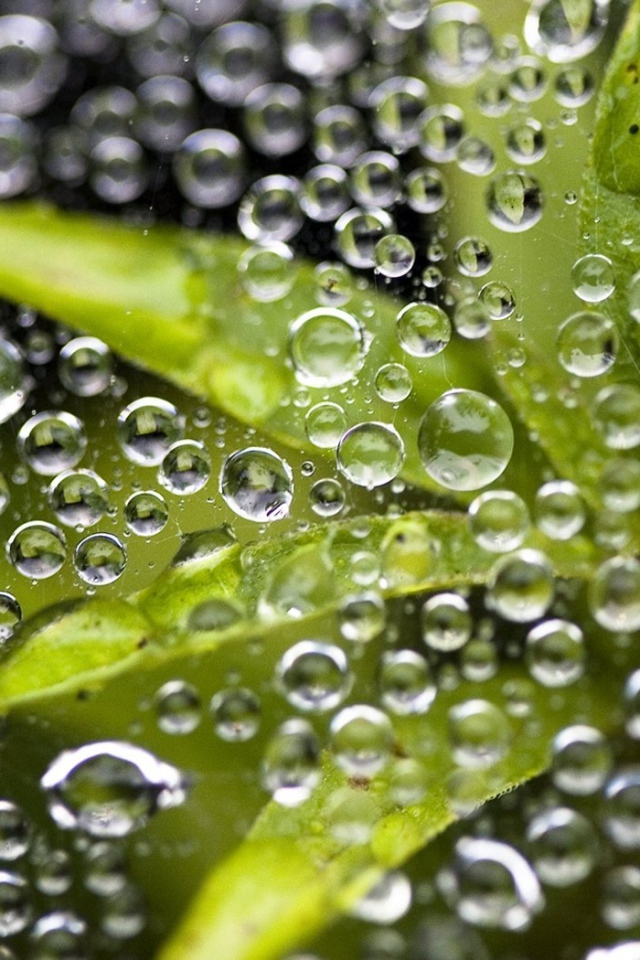 Листья под дождем