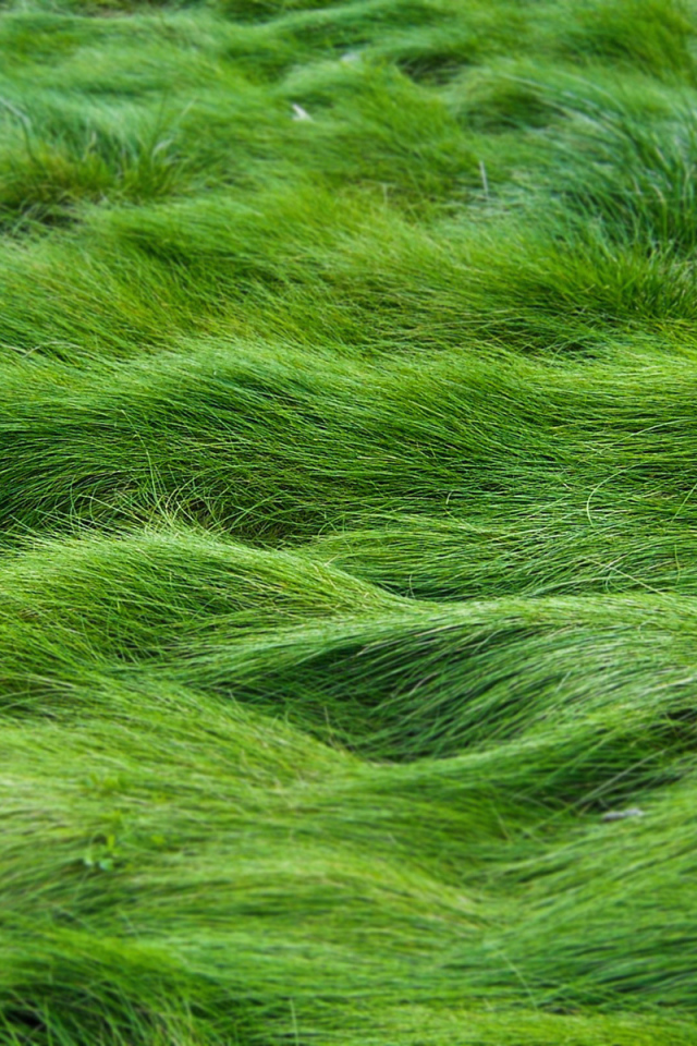 Заросший газон