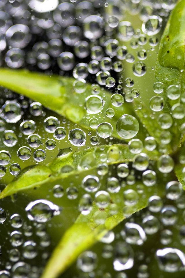 Растение под водой