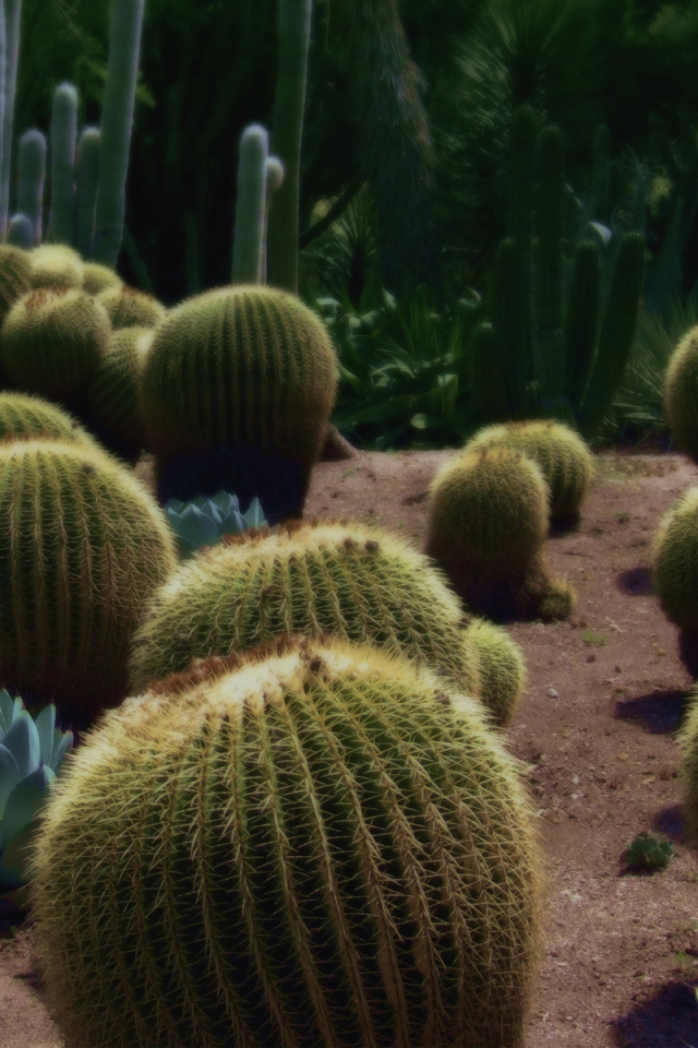 Колючие кактусы