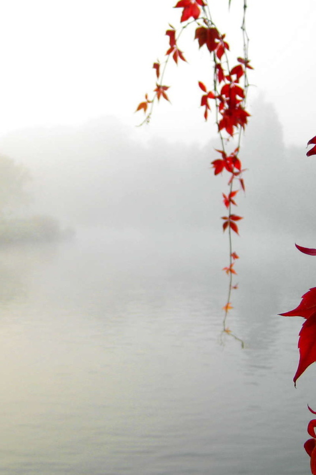 Красный клен