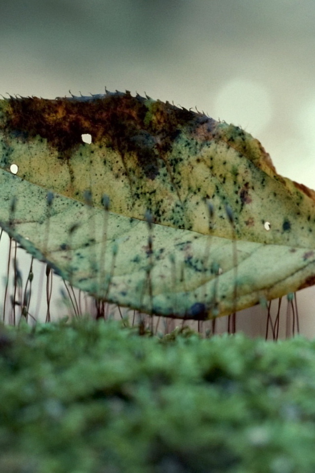 Лист на траве