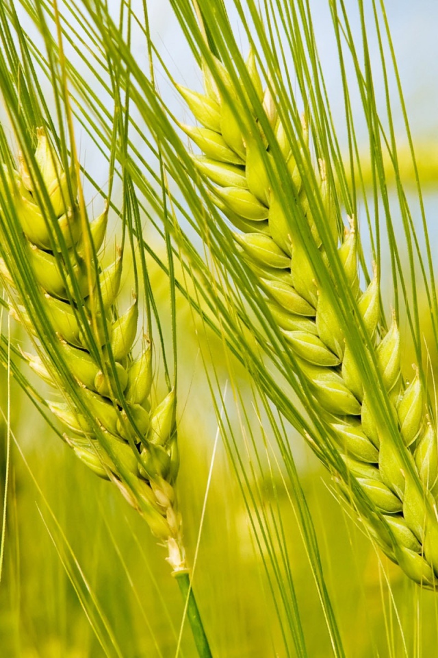 Колоски в поле